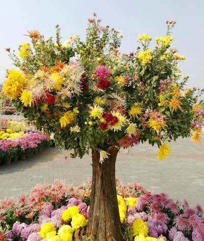 藝菊造型--千彩菊樹